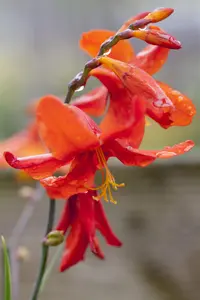Crocosmia 'Babylon' - 2 Ltr pot - image 2