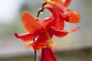 Crocosmia 'Babylon'