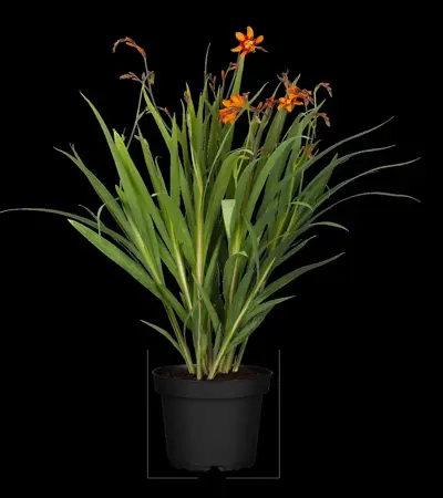 Crocosmia 'Emily McKenzie' - 2 Ltr pot - image 4