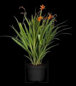 Crocosmia 'Emily McKenzie' - P9 - image 4