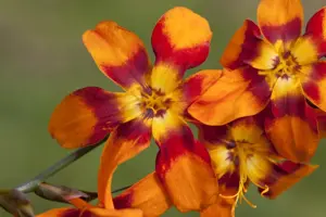 Crocosmia 'Emily McKenzie' - 2 Ltr pot - image 2