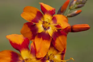 Crocosmia 'Emily McKenzie'