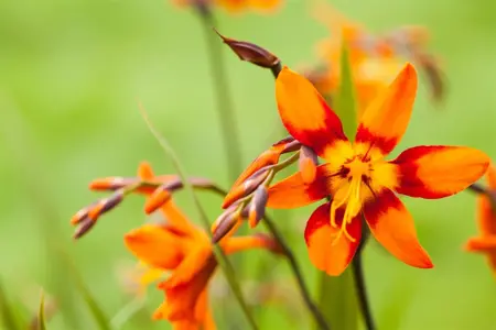 Crocosmia 'Emily McKenzie' - P9 - image 3