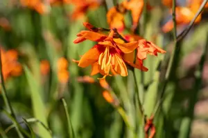 Crocosmia 'Emily McKenzie' - P9 - image 5
