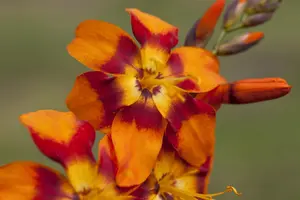 Crocosmia 'Emily McKenzie' - P11 - image 5