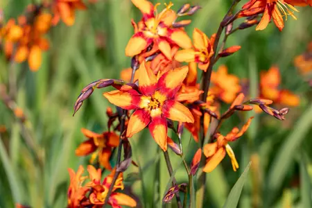 Crocosmia 'Emily McKenzie' - P11 - image 5