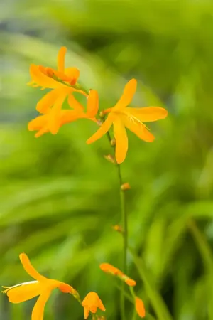 Crocosmia 'George Davidson' - P9 - image 2