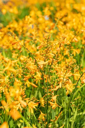Crocosmia 'George Davidson' - P9 - image 4