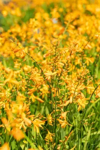 Crocosmia 'George Davidson' - P9 - image 4