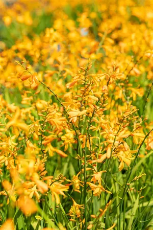 Crocosmia 'George Davidson' - 2 Ltr pot - image 4