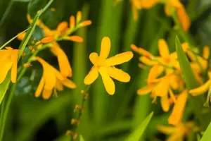 Crocosmia 'George Davidson'