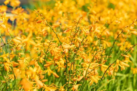 Crocosmia 'George Davidson' - P9 - image 3