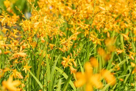 Crocosmia 'George Davidson' - P9 - image 5
