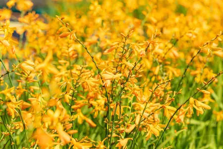 Crocosmia 'George Davidson' - 2 Ltr pot - image 3