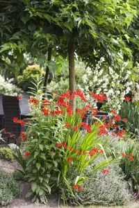Crocosmia 'Lucifer'