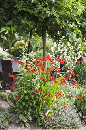 Crocosmia 'Lucifer' - P11 - image 1