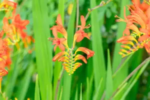 Crocosmia 'Lucifer' - P9 - image 3