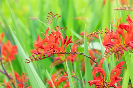 Crocosmia 'Lucifer' - P11 - image 2