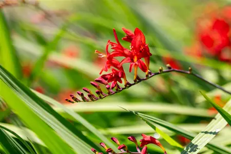 Crocosmia 'Lucifer' - P13 - image 5