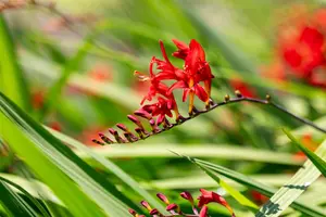 Crocosmia 'Lucifer' - P13 - image 5
