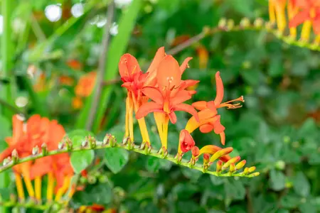 Crocosmia 'Lucifer' - P11 - image 4