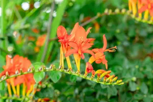 Crocosmia 'Lucifer' - P11 - image 4