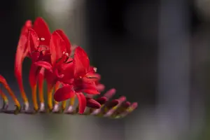 Crocosmia masoniorum - P9 - image 2
