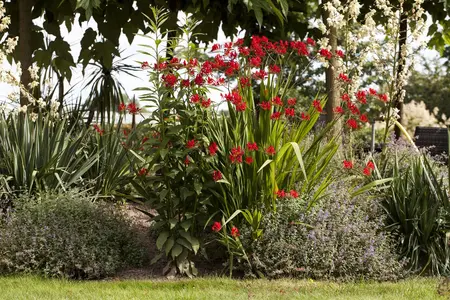 Crocosmia masoniorum - P9 - image 3
