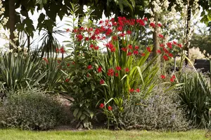 Crocosmia masoniorum - P9 - image 3