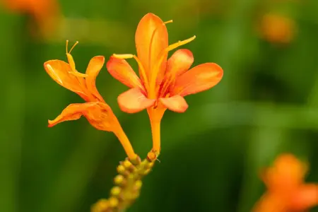 Crocosmia masoniorum - P11 - image 4