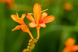 Crocosmia masoniorum - P9 - image 4