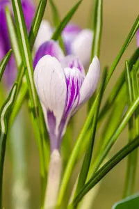 Crocus 'King of Striped'