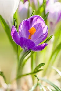 Crocus 'King of Striped' - flower bulb 8/10 - image 2