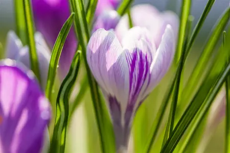 Crocus 'King of Striped' - flower bulb 8/10 - image 3