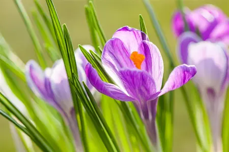 Crocus 'King of Striped' - flower bulb 8/10 - image 4