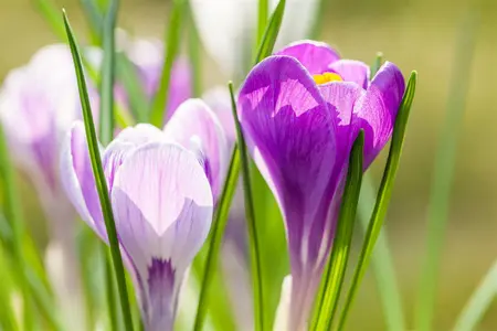 Crocus 'King of Striped' - flower bulb 8/10 - image 5