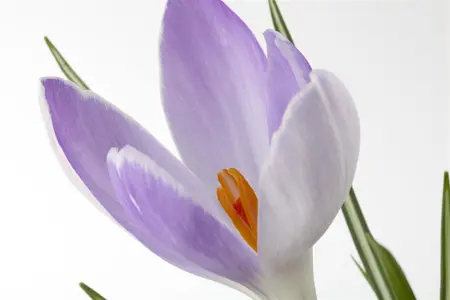 Crocus mix - flower bulb 8/10 - image 1