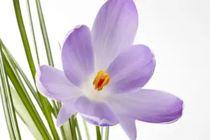 Crocus mix - flower bulb 8/10 - image 2
