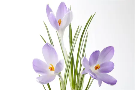 Crocus mix - flower bulb 8/10 - image 3
