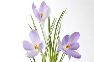 Crocus mix - flower bulb 8/10 - image 3