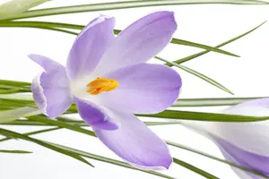 Crocus mix - flower bulb 8/10 - image 4