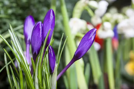 Crocus mix - flower bulb 8/10 - image 5