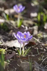 Crocus 'Pink Carpet'
