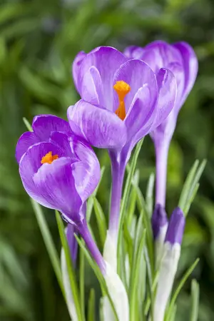 Crocus 'Pink Carpet' - flower bulb 6/8 - image 3