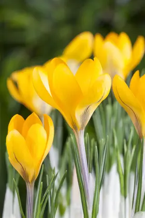 Crocus 'Pink Carpet' - flower bulb 6/8 - image 4