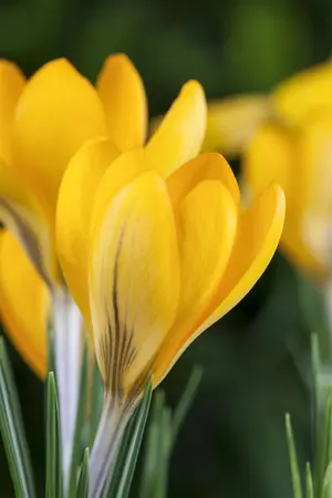 Crocus 'Pink Carpet' - flower bulb 6/8 - image 5
