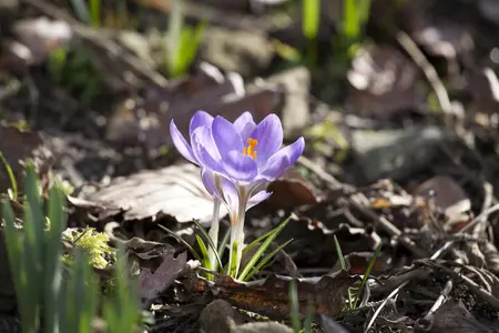 Crocus 'Pink Carpet' - flower bulb 6/8 - image 2