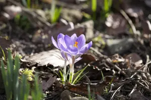 Crocus 'Pink Carpet' - flower bulb 6/8 - image 2