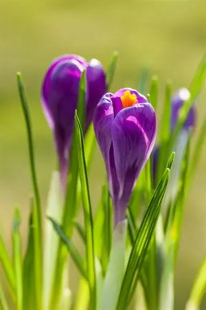 Crocus 'Remembrance' - flower bulb 8/10 - image 2