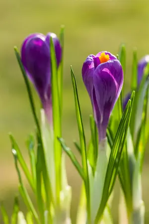 Crocus 'Remembrance' - flower bulb 8/10 - image 5